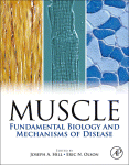 Muscle Fundamental Biology And Mechanisms Of Disease Joseph Hill Eds
