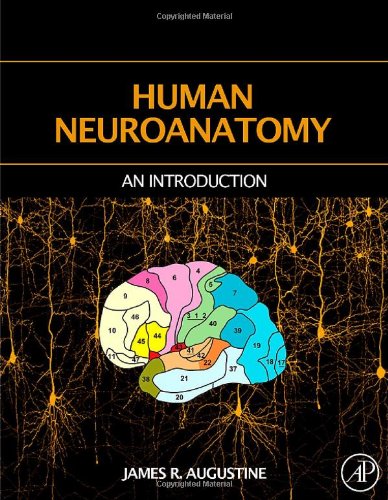 Human Neuroanatomy James R Augustine
