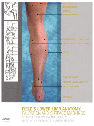 Lower Limb Anatomy Palpation Surface Markings 1e 1st Edition Derek Field Grad Dip Phys Fcsp Diptp Srp