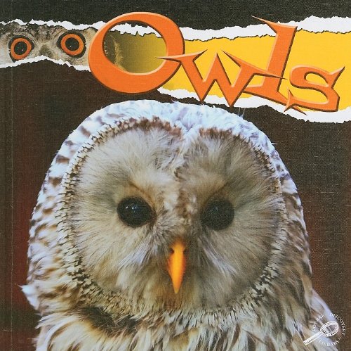 Owls Julie K Lundgren