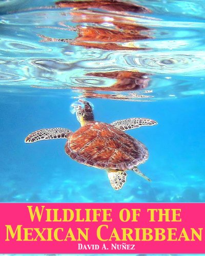 Wildlife Of The Mexican Caribbean David Nuez