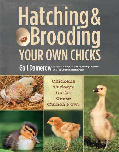 Hatching Brooding Your Own Chicks Chickens Turkeys Ducks Geese Guinea Fowl Gail Damerow