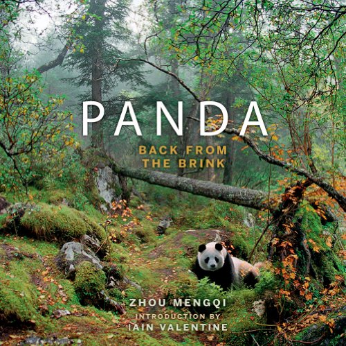 Panda Back From The Brink Zhou Mengqi Mengqi Zhou