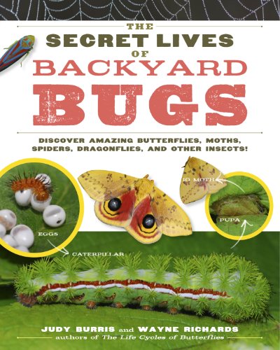 The Secret Lives Of Backyard Bugs Discover Amazing Butterflies Moths Spiders Dragonflies And Other Insects Judy Burris