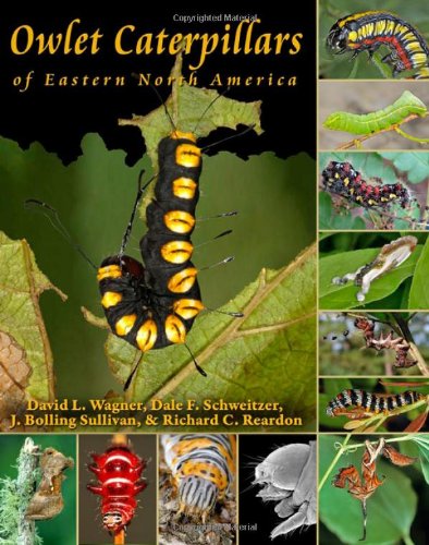 Owlet Caterpillars Of Eastern North America David L Wagner Dale F Schweitzer