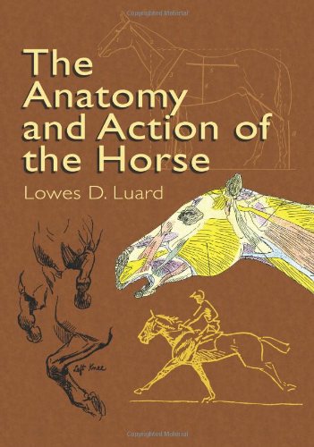 The Anatomy And Action Of The Horse Lowes Dalbiac Luard