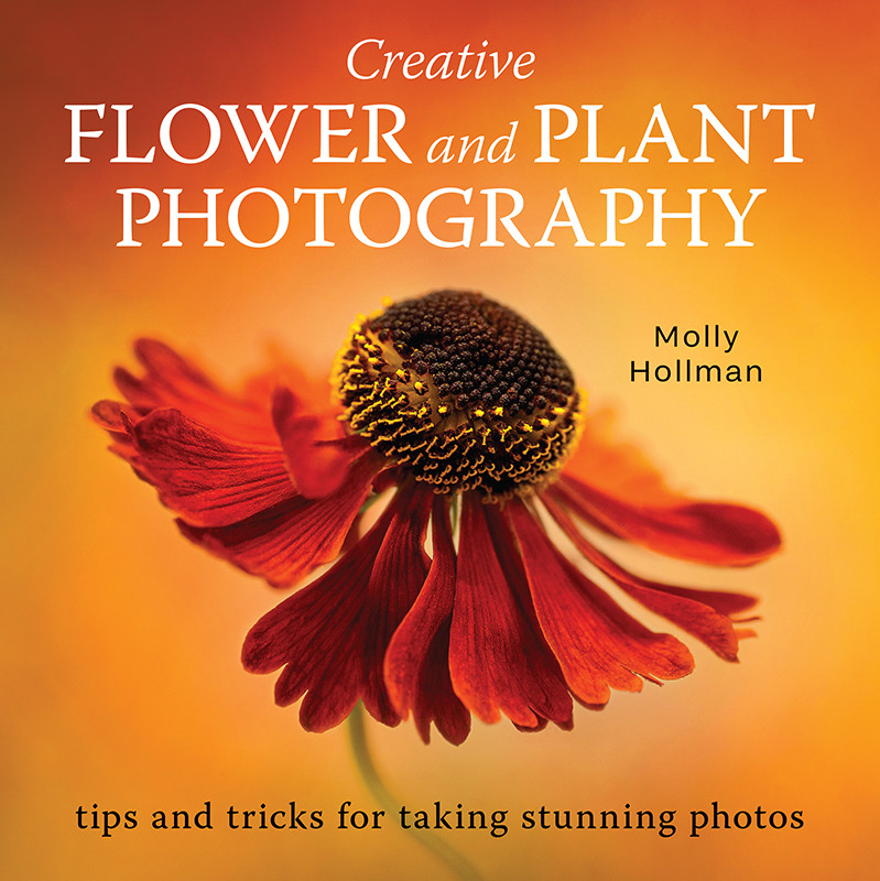 Creative Flower And Plant Photography Molly Hollman