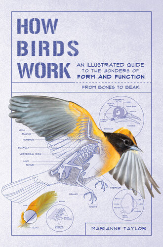 How Birds Work Marianne Taylor