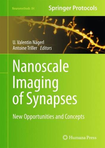 Nanoscale Imaging Of Synapses New Concepts And Opportunities 1st Edition U Valentin Ngerl
