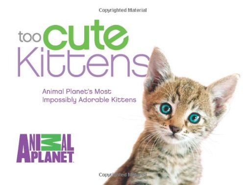 Too Cute Kittens Animal Planets Most Impossibly Adorable Kittens Animal Planet