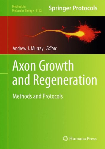 Axon Growth And Regeneration Methods And Protocols 1st Edition Andrew J Murray Eds