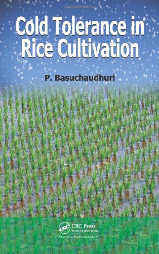 Cold Tolerance In Rice Cultivation Pranab Basuchaudhuri
