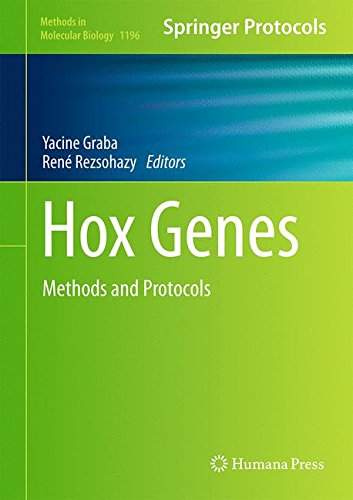 Hox Genes Methods And Protocols 1st Edition Yacine Graba Ren Rezsohazy Eds