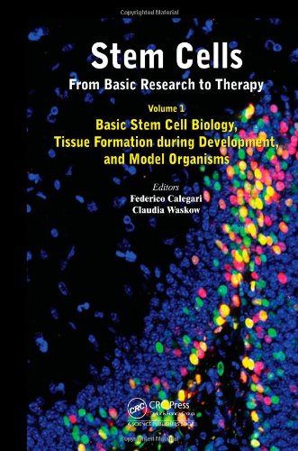 Stem Cells From Basic Research To Therapy Volume 1 Basic Stem Cell Biology Tissue Formation During Development And Model Organisms 1st Edition Federico Calegari