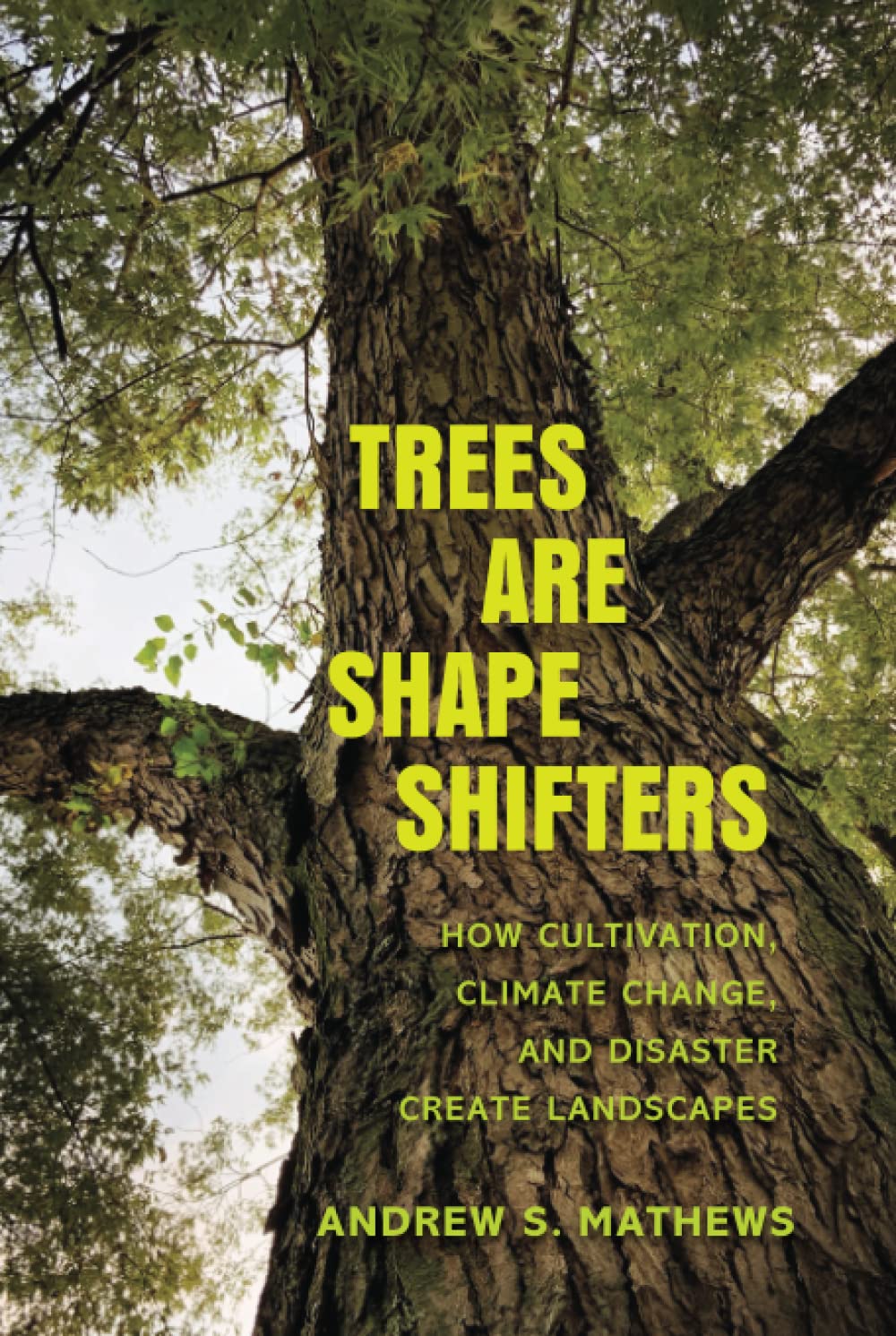Trees Are Shape Shifters How Cultivation Climate Change And Disaster Create Landscapes Andrew S Mathews