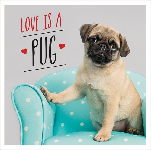 Love Is A Pug A Pugtastic Celebration Of The Worlds Cutest Dogs Charlie Ellis