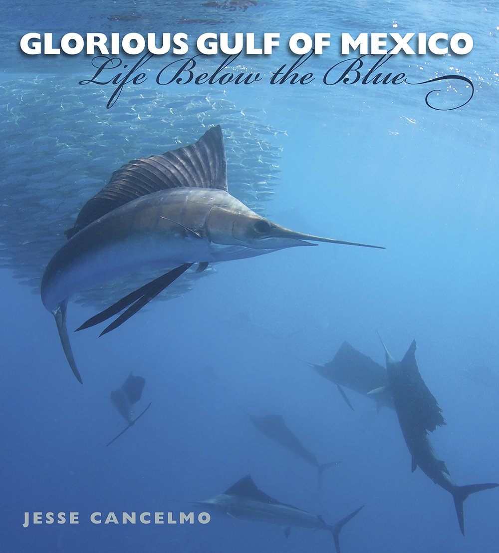 Glorious Gulf Of Mexico Life Below The Blue Volume 28 Gulf Coast Books Sponsored By Texas Am Universitycorpus Christi Jesse Cancelmo