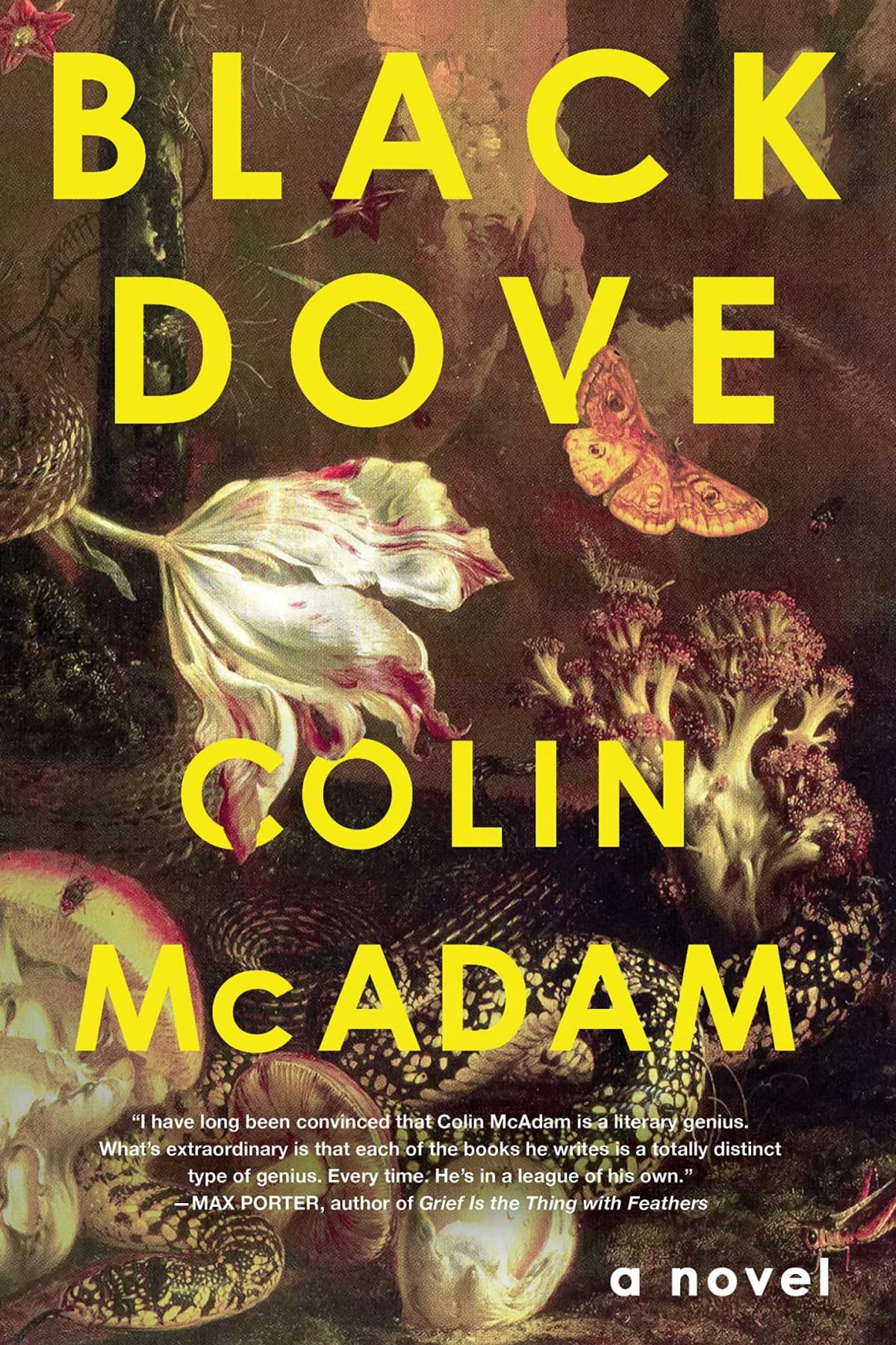 Black Dove Colin Mcadam