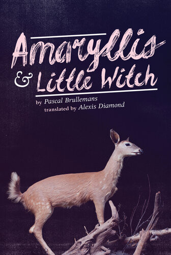 Amaryllis Little Witch Pascal Brullemans