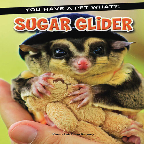 Sugar Glider Karen Kenney