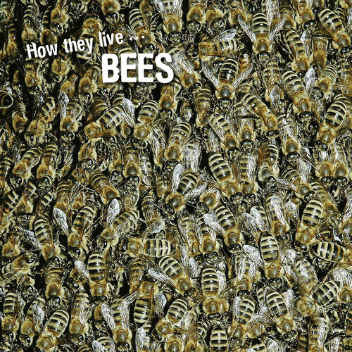 How They Live Bees Learn All There Is To Know About These Animals David Withrington