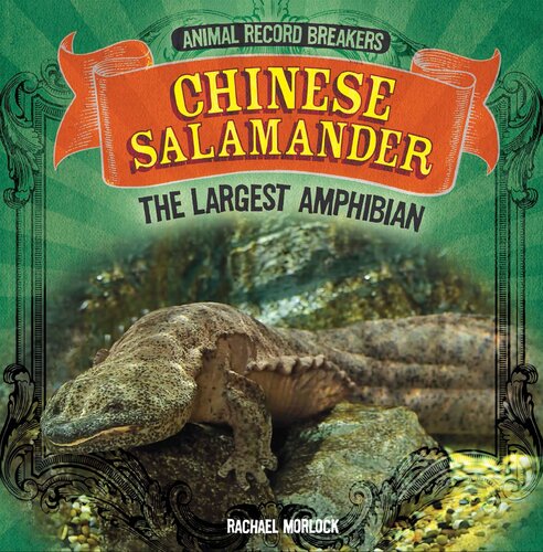 Chinese Salamander The Largest Amphibian Rachael Morlock