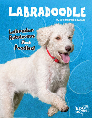 Labradoodle Labrador Retrievers Meet Poodles Sue Bradford Edwards