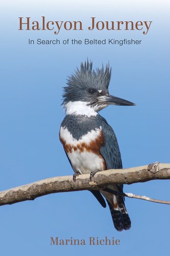 Halcyon Journey In Search Of The Belted Kingfisher Marina Richie