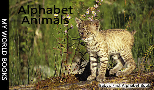 Babys First Alphabet Animals Book An Amazing Alphabet Book Sandra Brown