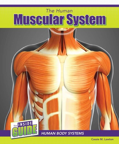 The Human Muscular System Cassie M Lawton