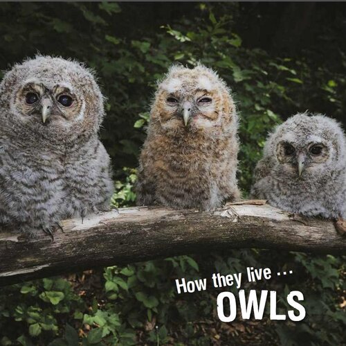 How They Live Owls Learn All There Is To Know About These Animals David Withrington