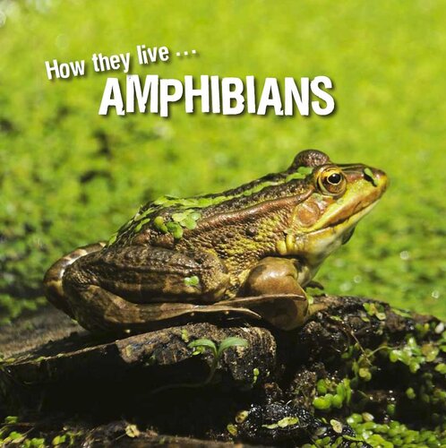 How They Live Amphibians Learn All There Is To Know About These Animals David Withrington