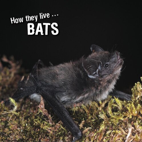 How They Live Bats Learn All There Is To Know About These Animals David Withrington
