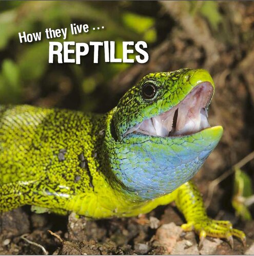 How They Live Reptiles Learn All There Is To Know About These Animals David Withrington