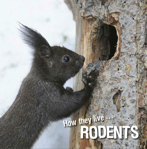 How They Live Rodents Learn All There Is To Know About These Animals David Withrington