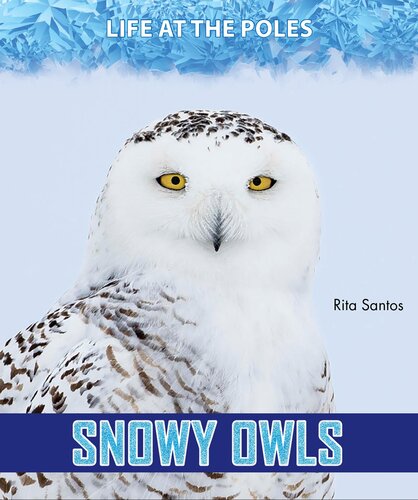 Snowy Owls Rita Santos