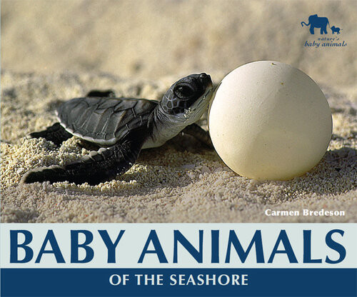 Baby Animals Of The Seashore Carmen Bredeson