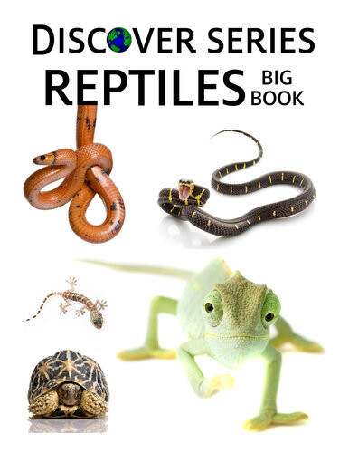 Reptiles Big Book Snakes Lizards Turtles And More Xist Publishing