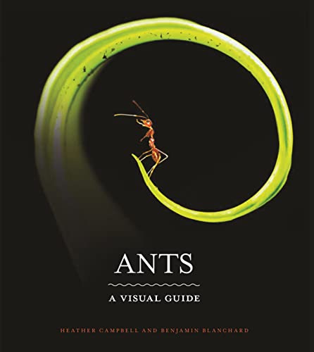Ants A Visual Guide Heather Campbell Benjamin Blanchard