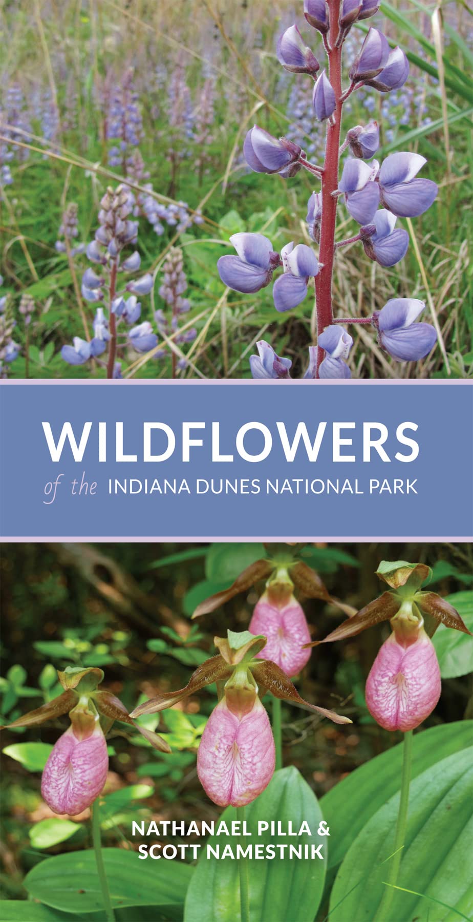 Wildflowers Of The Indiana Dunes National Park Nathanael Pilla