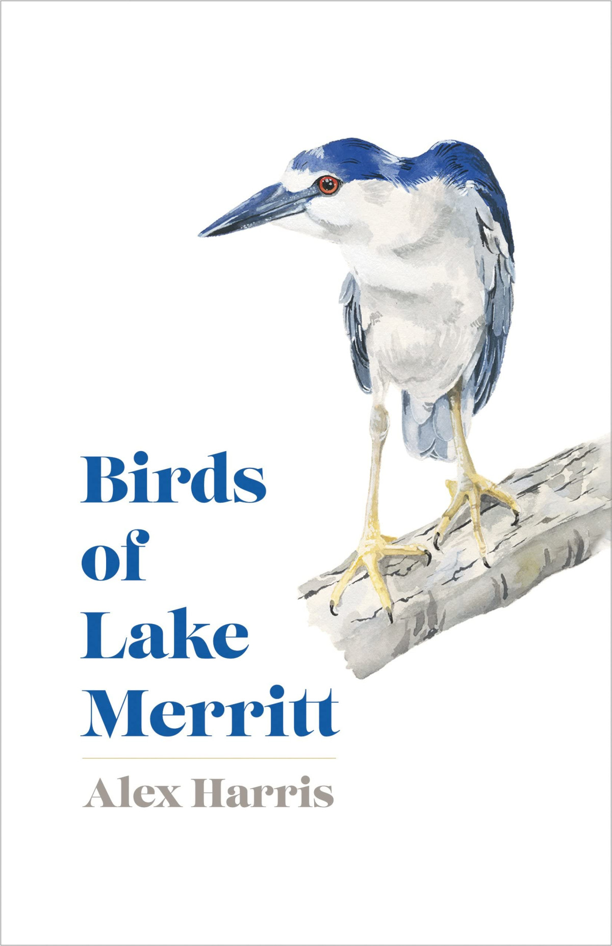 Birds Of Lake Merritt Alex Harris
