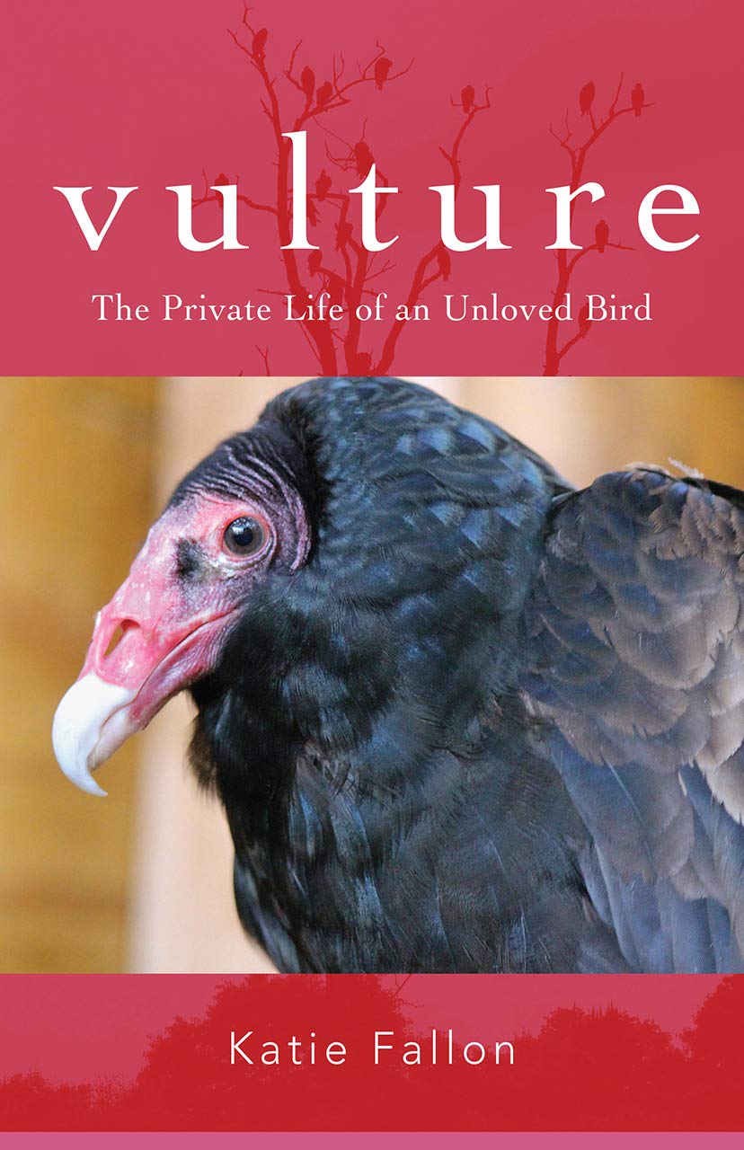 Vulture Katie Fallon
