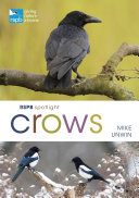 Rspb Spotlight Crows Mike Unwin