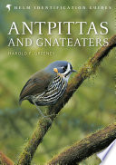 Antpittas And Gnateaters 1st Edition Harold Greeney