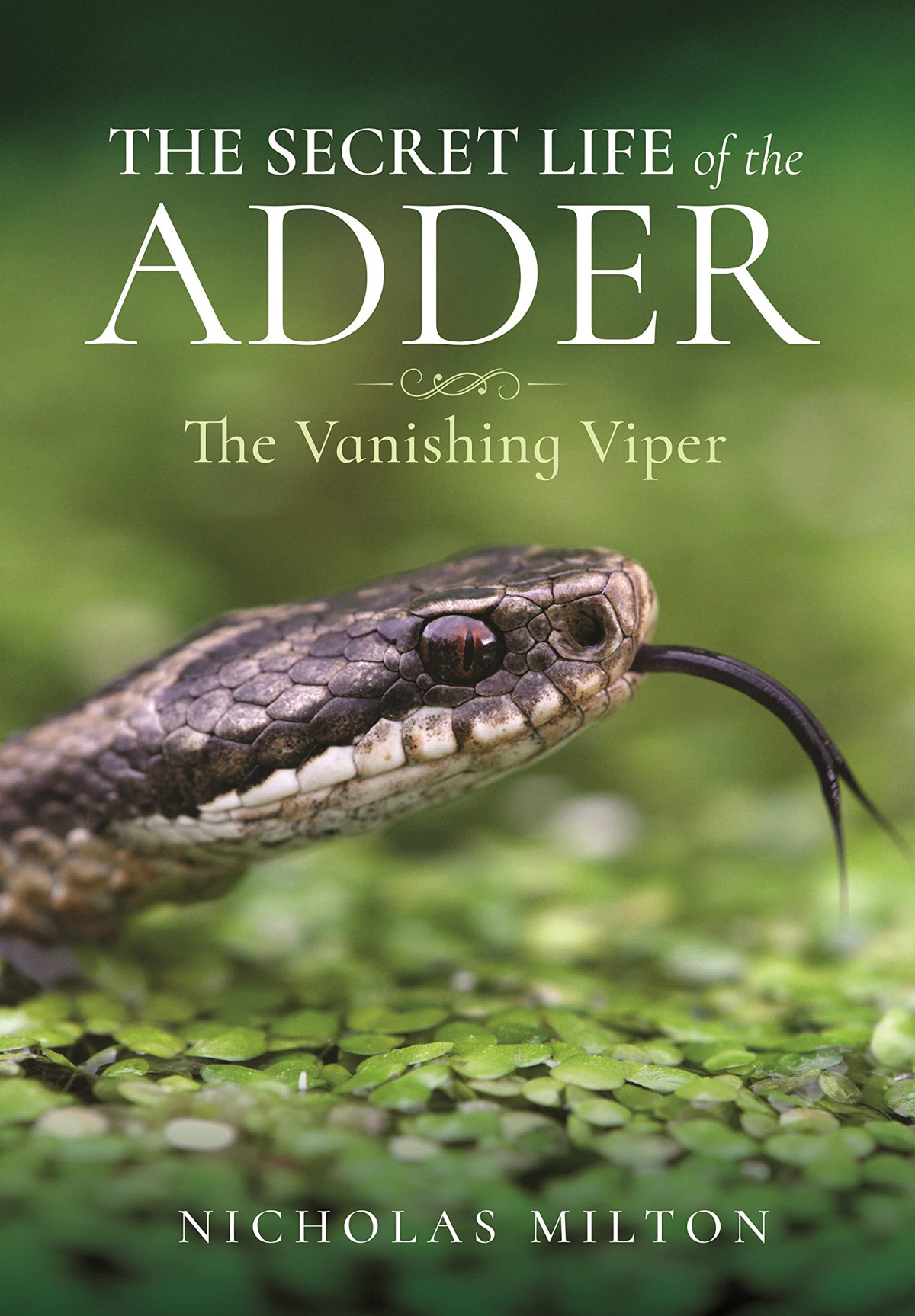 The Secret Life Of The Adder The Vanishing Viper Nicholas Milton