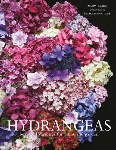 Hydrangeas Beautiful Varieties For Home And Garden Naomi Slade
