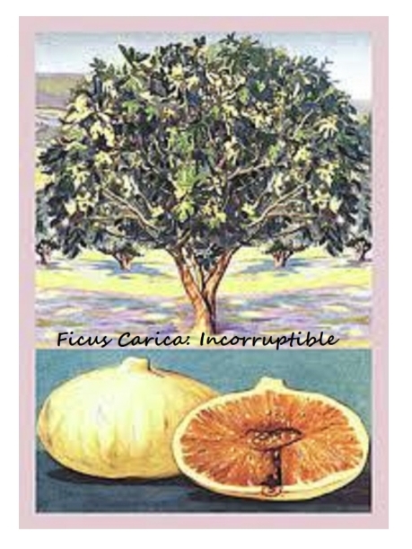 Ficus Carica Incorruptible Damiam V Henry Chesley Henry