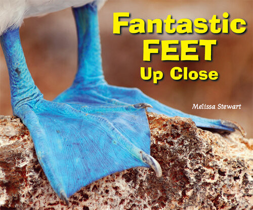 Fantastic Feet Up Close Melissa Stewart
