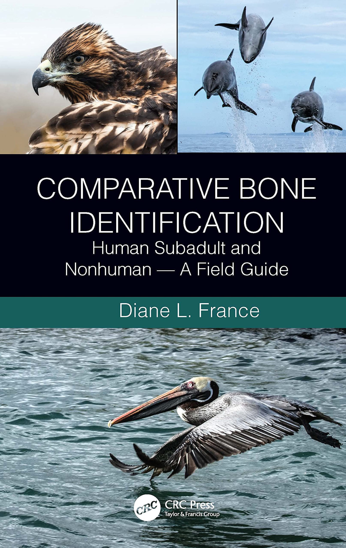 Comparative Bone Identification Human Subadult And Nonhuman A Field Guide Diane L France