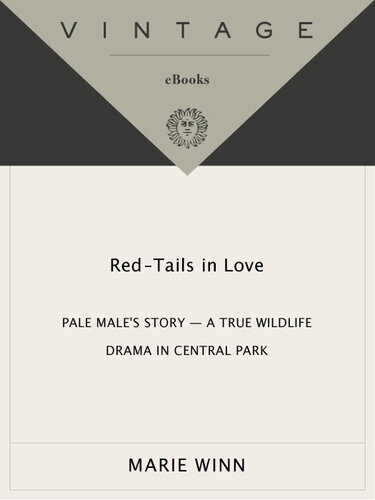 Redtails In Love Pale Males Story A True Wildlife Drama In Central Park Marie Winn